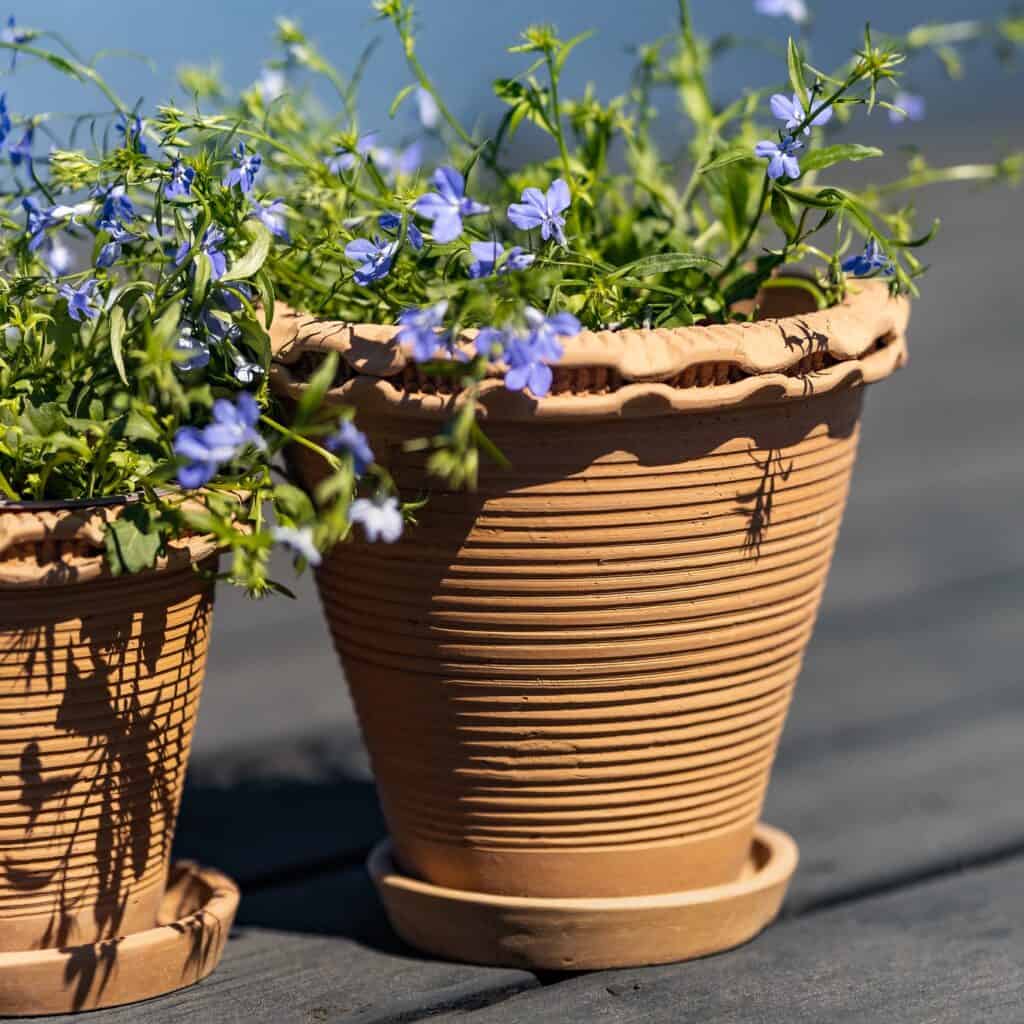 Närbild på en Alvaro-kruka i terrakotta fylld med blåa blommor, stående utomhus i solsken.
