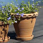 Närbild på en Alvaro-kruka i terrakotta fylld med blåa blommor, stående utomhus i solsken.