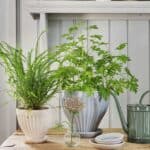 Inredningsinspiration med Kruka ANNA från Strömshaga i cremevitt och blått, fyllda med gröna växter. En vacker och lantlig stil på ett rustikt träbord.