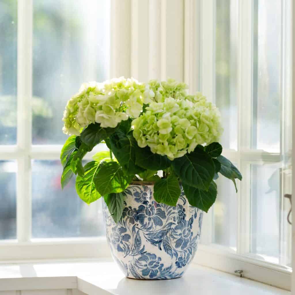 Mirabelle-kruka i blåvitt stengods med blommönster från Wikholm Form, placerad i ett soligt fönster med en grön hortensia.