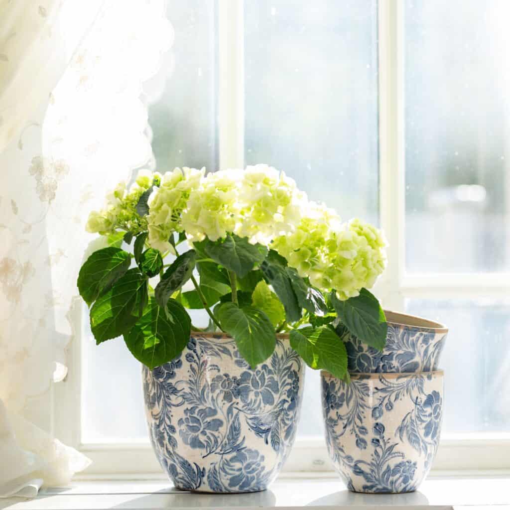 Mirabelle-krukor i blåvitt stengods från Wikholm Form, placerade i ett soligt fönster. En av krukorna innehåller en blommande grön hortensia, medan de andra är staplade bredvid.