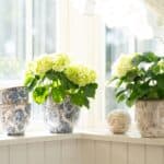 Mirabelle-krukor i blåvitt stengods från Wikholm Form, vackert arrangerade i ett soligt fönster tillsammans med grönskande hortensior och en beige mönstrad kruka.