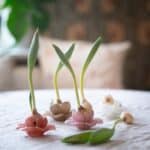 Dekorationsblommor i glas i olika färger används som kreativa hållare för spirande lökar. En vacker och stilfull inredningsdetalj på ett dukat bord.