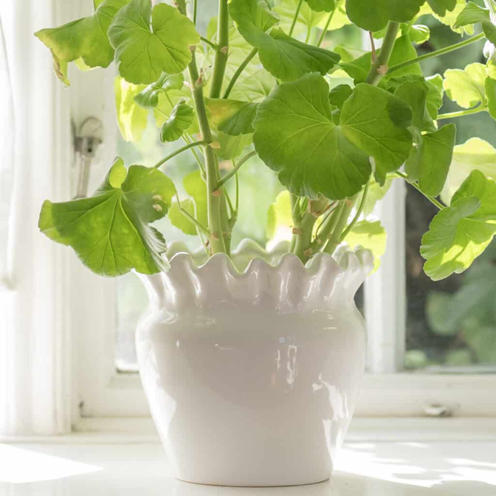 Kruka Evelina vit med vågig kant från Wikholm form, placerad i fönster med grön växt