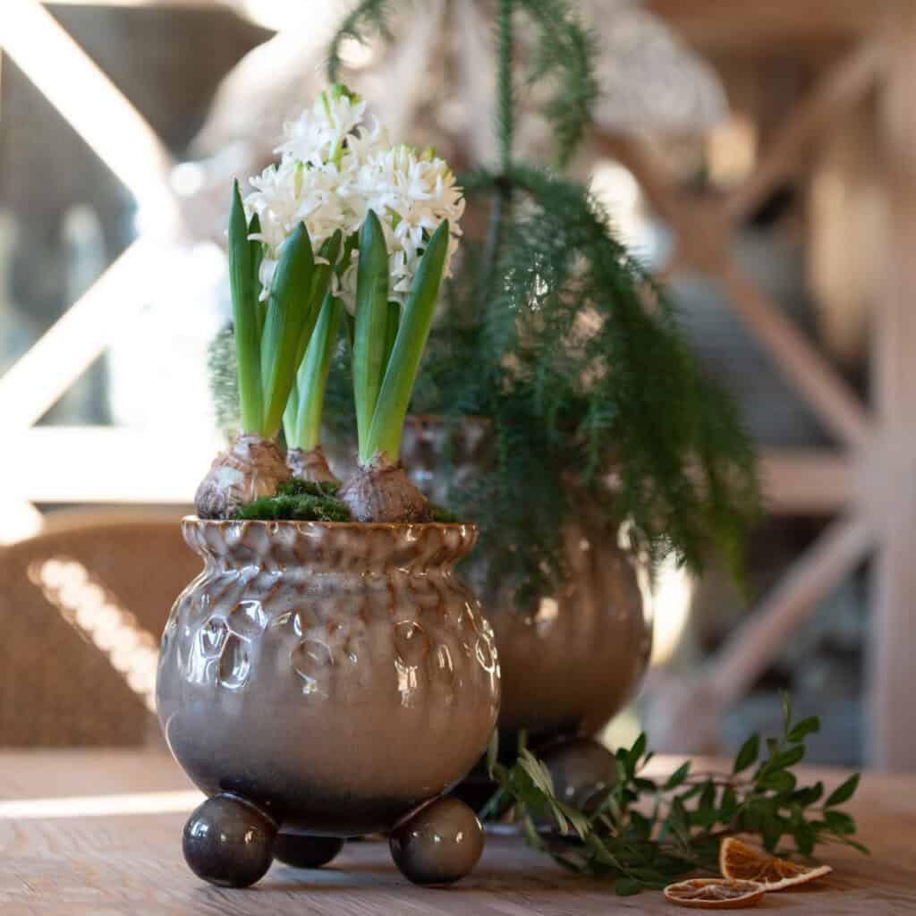 Anya-kruka i brunnmelerat porslin med hyacinter och vintergrönt på träbord.