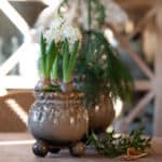 Anya-kruka i brunnmelerat porslin med hyacinter och vintergrönt på träbord.