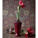 Röd glaserad Meryl-kruka med blommande amaryllis på träbord – Hemlängtan