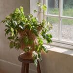 Stor urna i rotting, höjd 40 cm, i naturfärg