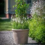 Slät terrakottakruka utomhus med grön plantering på grusgång