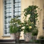 Terrakottakrukor utomhus med blommande rosor och grönska på altan