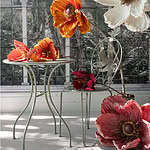 vallmo-stor-rosa-dekorationsblomma-inredning-miljobild