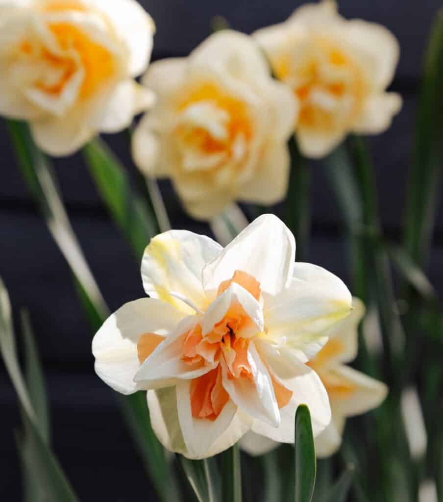 Närbild på narcisser som blommar i en vårträdgård