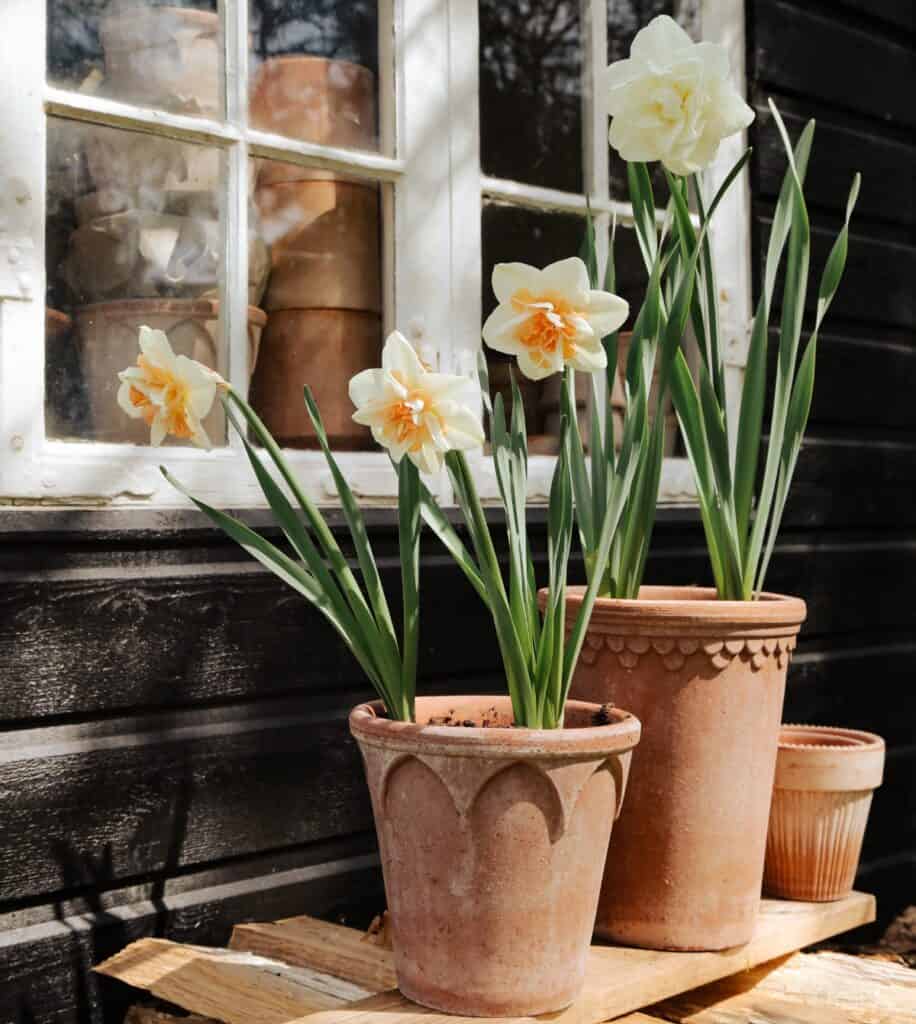 Narcisser planterade i klassiska terrakottakrukor från Bergs Potter vid ett fönster