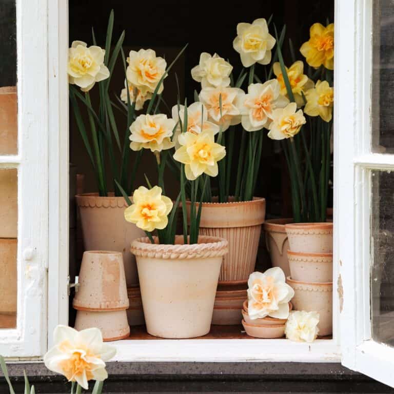 Vår i kruka – så planterar du narcisser i terrakotta